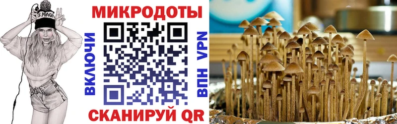 где найти   mega маркетплейс  Галлюциногенные грибы Cubensis  Кувшиново 